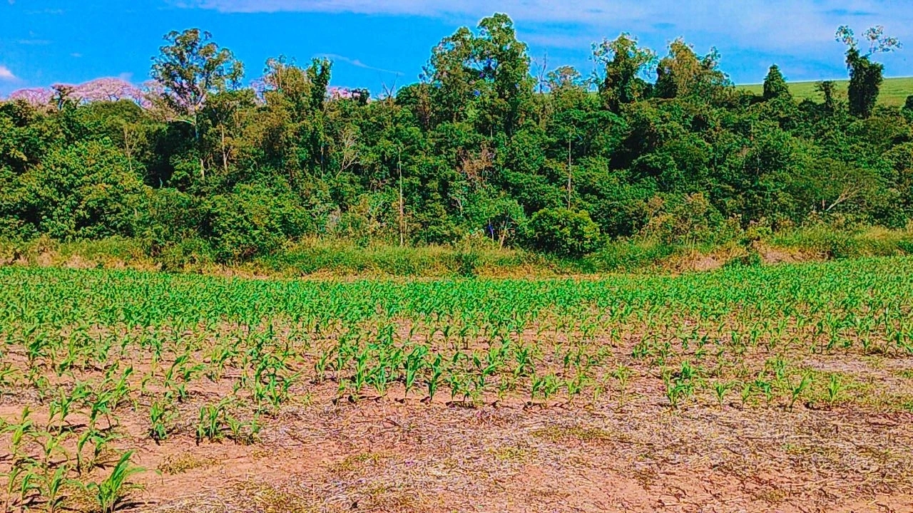 foto do anúncio Terrenos rurais em Florestópolis/Pr