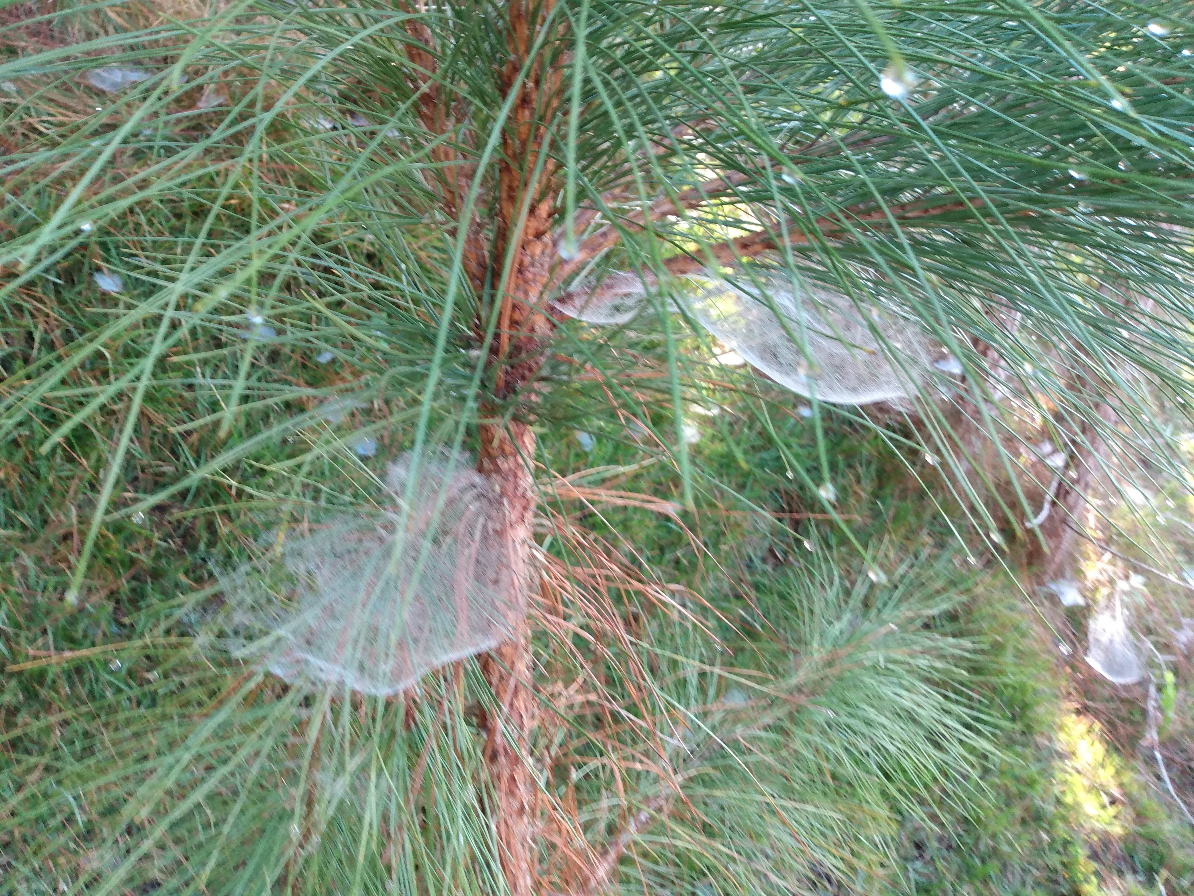 foto do anúncio Belíssimo Sítio de Montanhas 